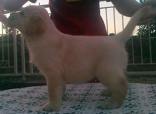 labrador retriver stenad