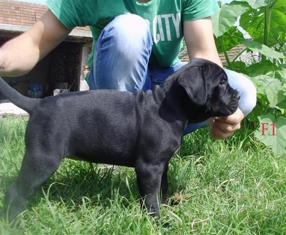 Cane-corso-stenci