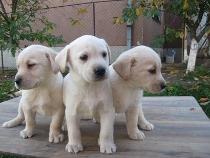 LABRADOR stenad 