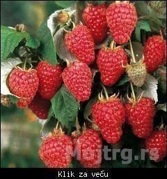 BERBA-MALINE-2021----DOBRA-ZARADA
