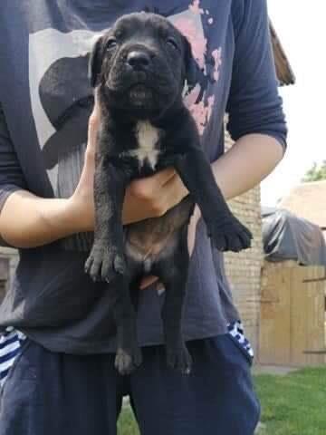 Cane-corso-štenci