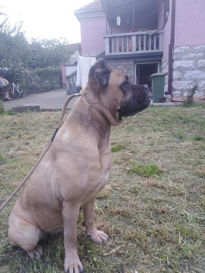 Cane-Corso-zenka