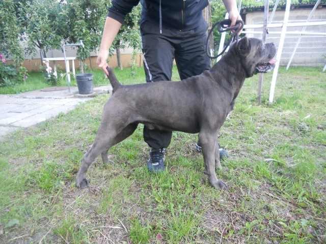 Cane-Corso-stenci---extra-kvaliteta