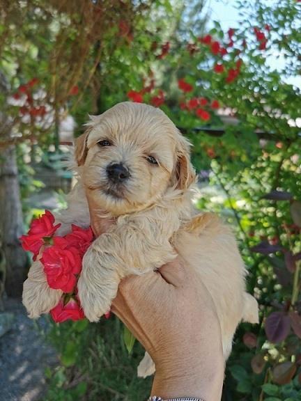 Malti-poo