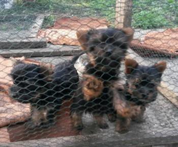 Jorksirski-terijer-stenci
