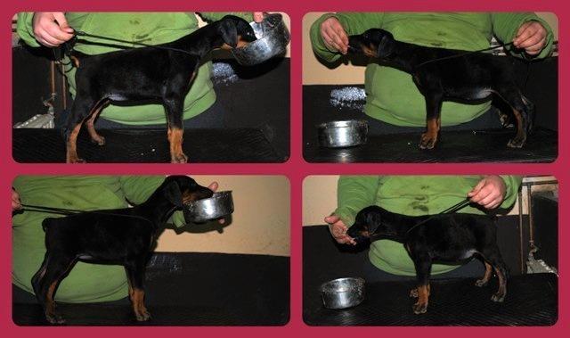 Doberman-stenci---Vrhunsko-leglo-