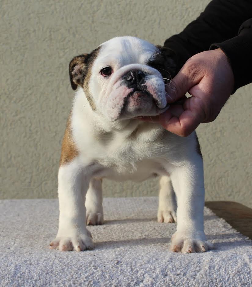 Engleski-buldog