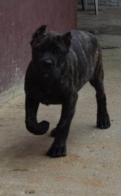 Cane-corso-štenci