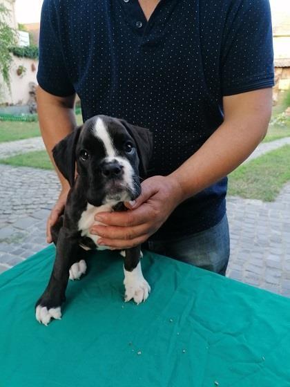 Nemački-boxer--žensko-štene