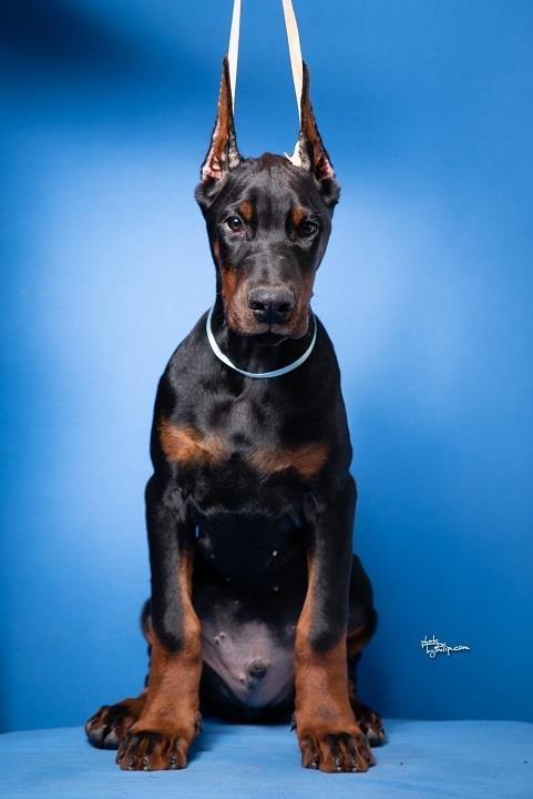 Doberman-stenci