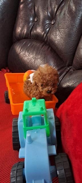 Toy-pudle-