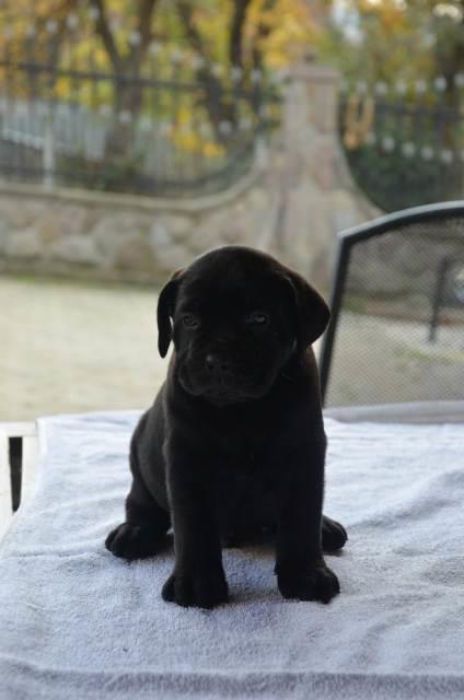 Cane-Corso-štenci