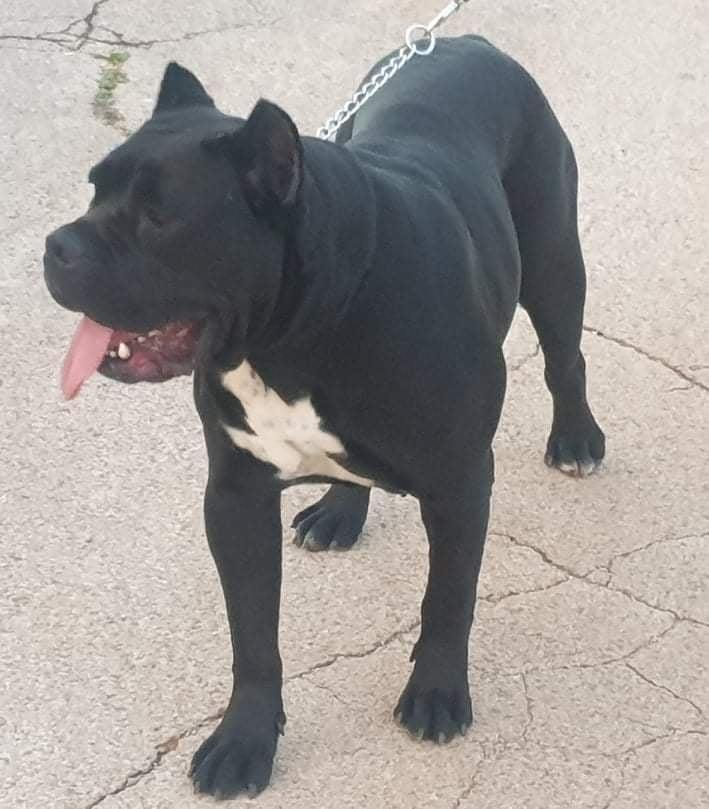 Cane-corso-štenci