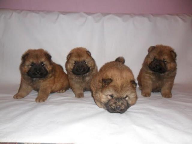 Cau-cau---Chow-chow-stenad