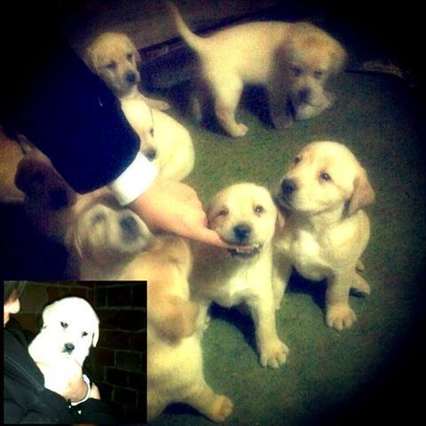 Labrador-Retriver-vrhunski-stenci-