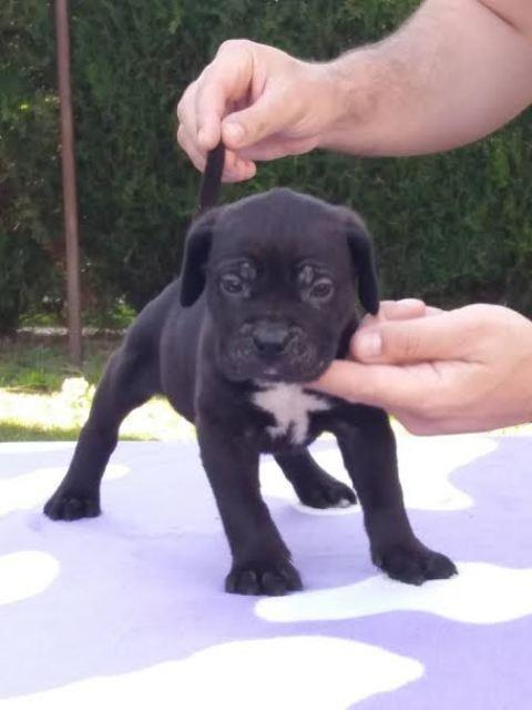 Cane-Corso--prelepi-štenci-