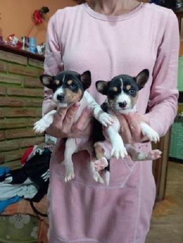 Basenji štenad 
