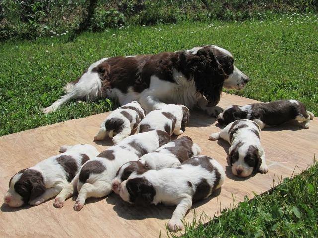 Engleski-Springer-Spaniel-stenci