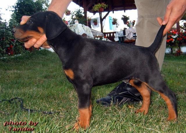 DOBERMAN crna stenad 
