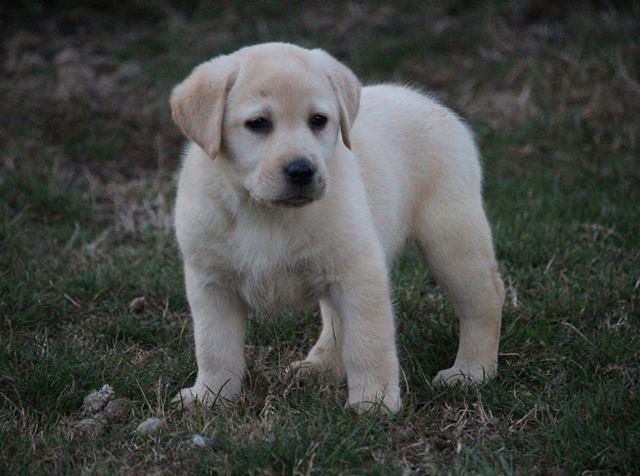 Labrador-retriver--štenci