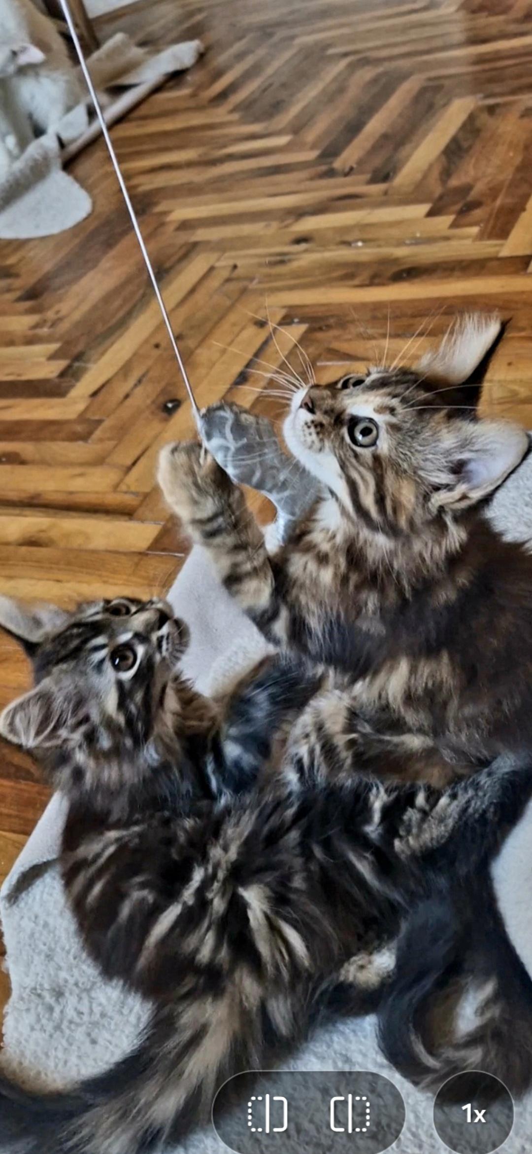 Maine-Coon-devojčice