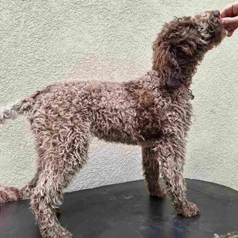 Lagotto-Romagnolo-štenci