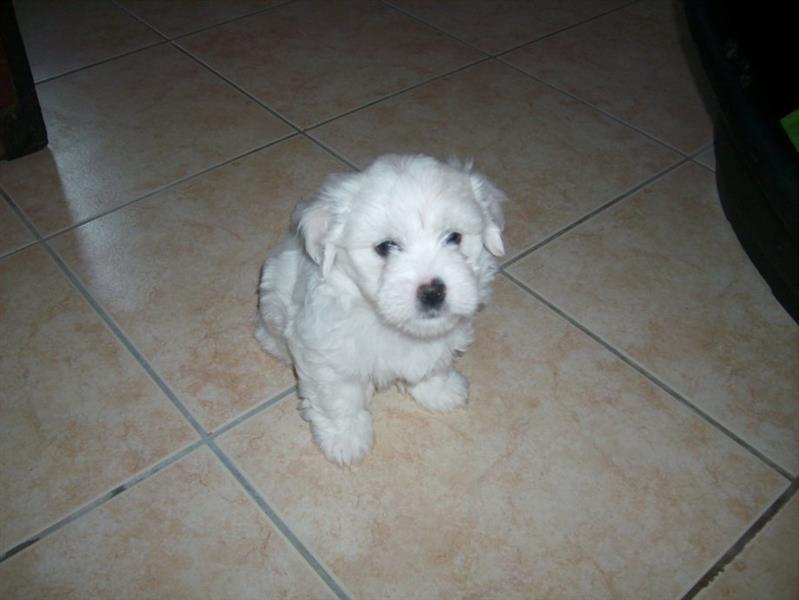 COTON-DE-TULEAR-ŠTENCI