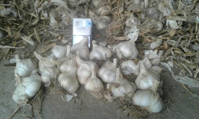 prodaja belog luka