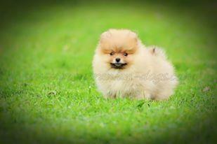 Pomeranac Boo stenci