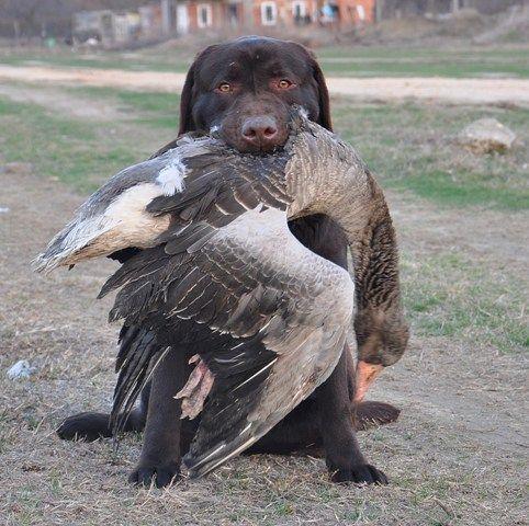 Labrador retriver, cokoladni stenci
