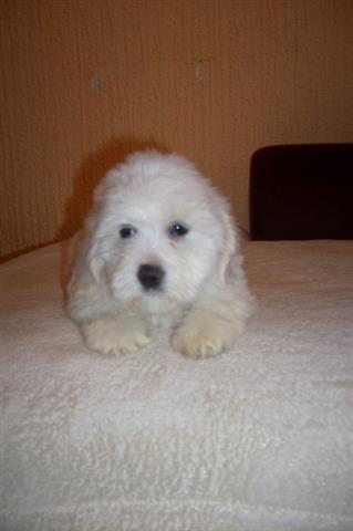 COTON DE TULEAR STENCI