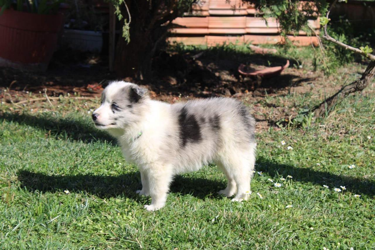 Štenci-Border-Collie