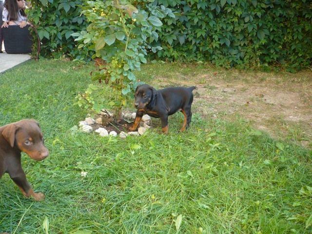 Doberman---stenad-