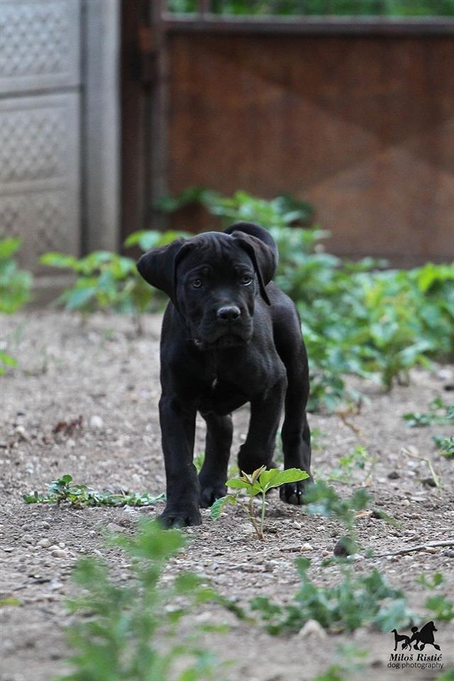 Cane-Corso-štenad-na-prodaju