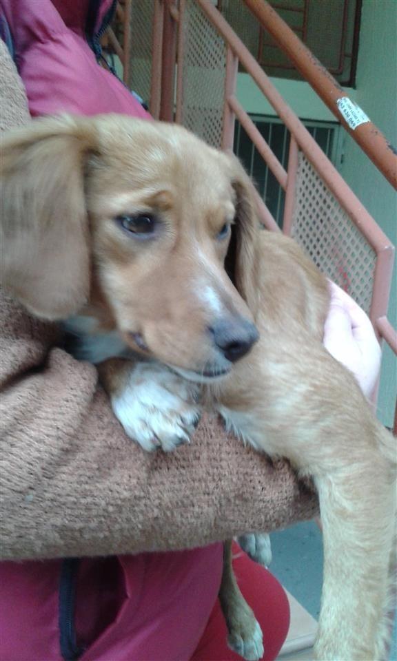 Zenka-toling-retrivera-na-poklon