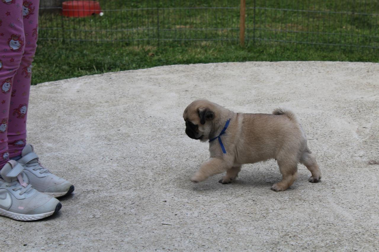 Mops-štenci