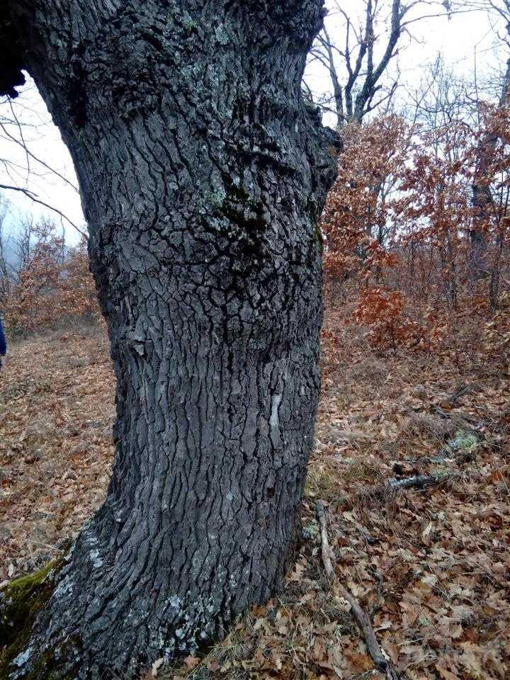Hrastova Suma Vranje