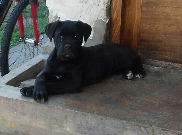 Cane-Corso--ženka