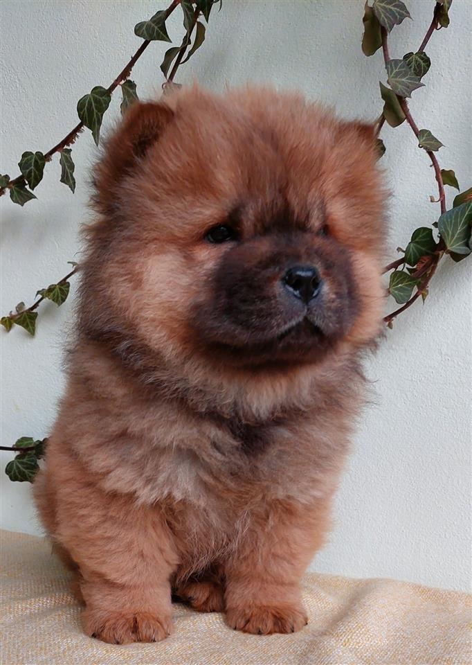 Chow-Chow-Stenci-
