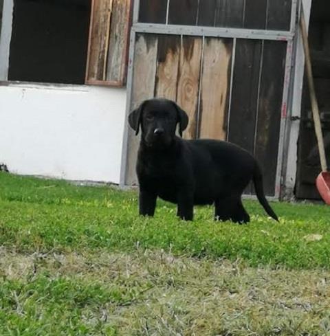 Labrador-retriver-