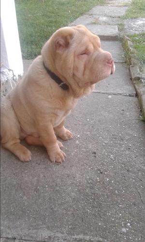 Shar Pei