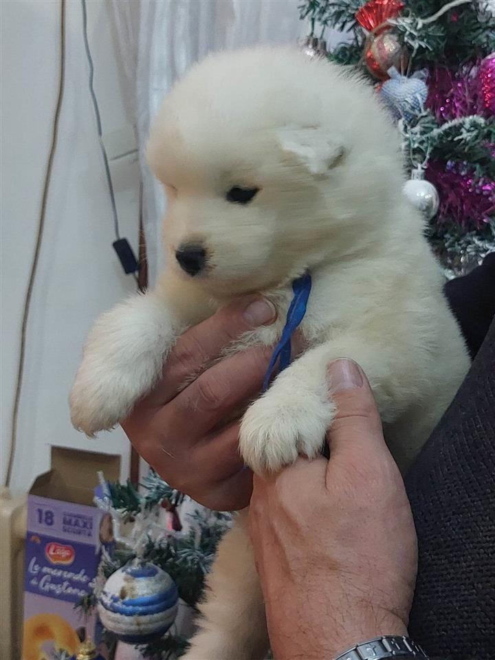 Samojed-štenci