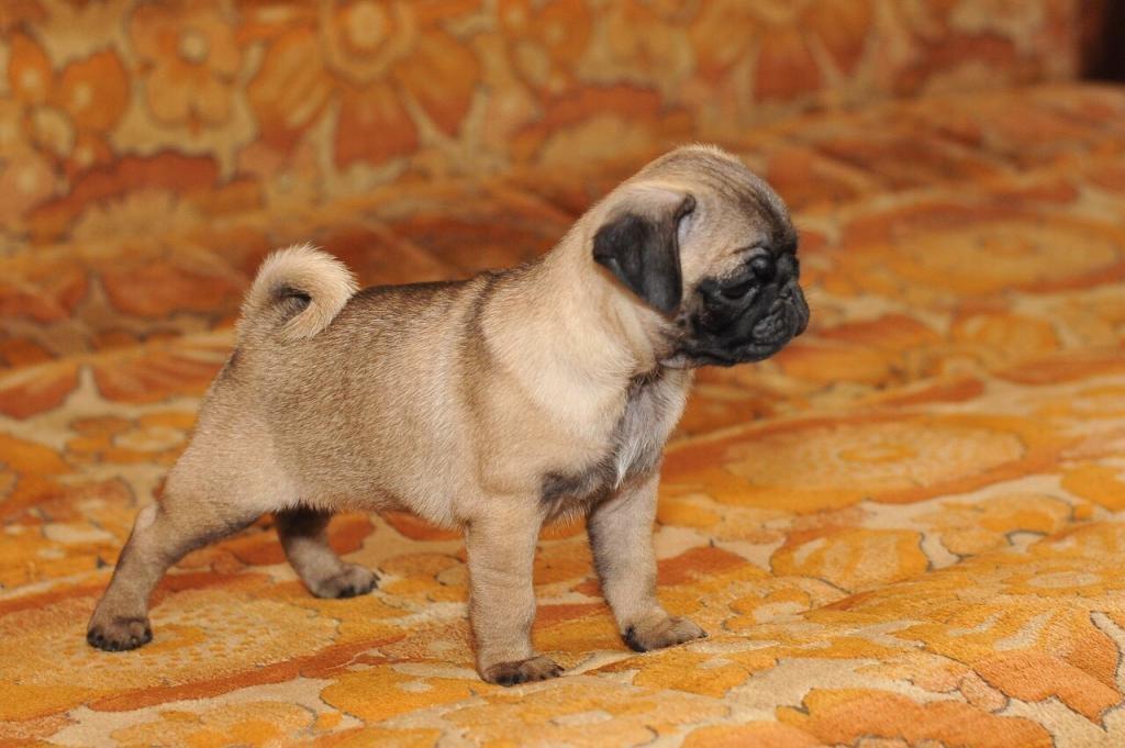 Mops-prvobirano-musko-stene
