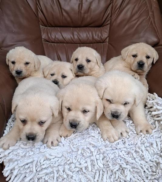 Labrador-retriver-štenci-bele-boje