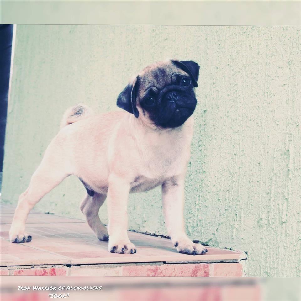 Mops-muško-štene