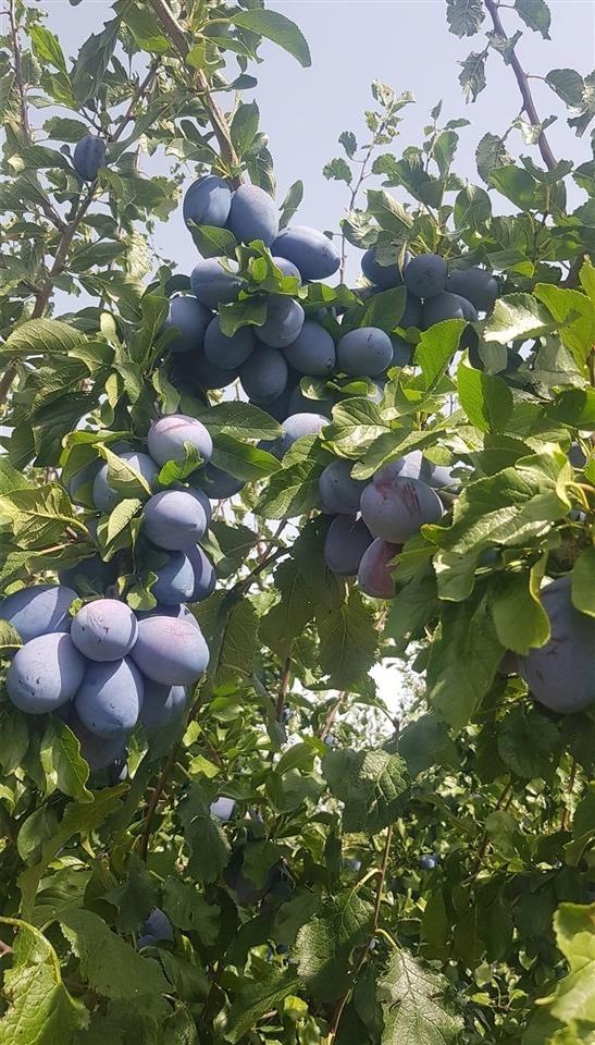 Rakija