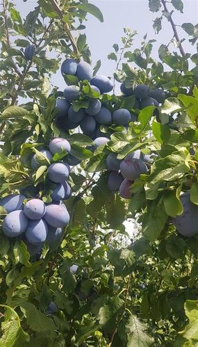 Rakija