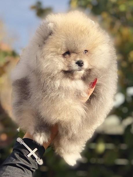 Pomeranac--Pomeranian--Boo-stenci