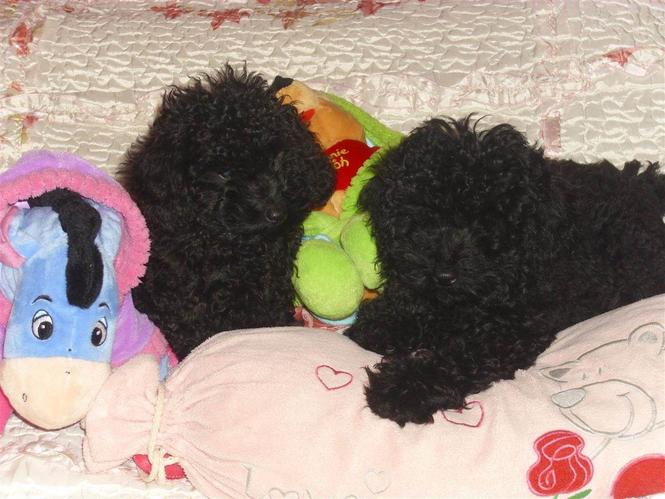 Pudla
