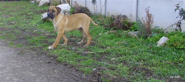 Cane-Corso-stenci